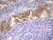 Lipin 3 antibody, NBP2-45672, Novus Biologicals, Immunohistochemistry paraffin image 