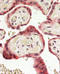 E3 ubiquitin-protein ligase RNF139 antibody, GTX88450, GeneTex, Immunohistochemistry paraffin image 