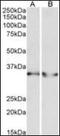 Lactate Dehydrogenase B antibody, orb195467, Biorbyt, Western Blot image 