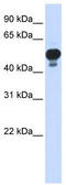 Ring Finger Protein 1 antibody, TA332110, Origene, Western Blot image 