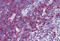 OP18 antibody, MBS247865, MyBioSource, Immunohistochemistry frozen image 