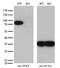Phosphofructokinase, Platelet antibody, NBP2-01539, Novus Biologicals, Western Blot image 