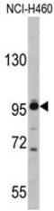 Exportin For TRNA antibody, AP17842PU-N, Origene, Western Blot image 
