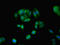 Myosin Light Chain 6 antibody, LS-C285647, Lifespan Biosciences, Immunofluorescence image 