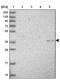 Coenzyme Q9 antibody, NBP1-88450, Novus Biologicals, Western Blot image 