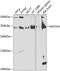 Myosin VA antibody, 23-929, ProSci, Western Blot image 
