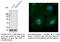 BAX antibody, AB0164-200, SICGEN, Western Blot image 