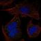 Protocadherin Beta 14 antibody, NBP2-58908, Novus Biologicals, Immunofluorescence image 