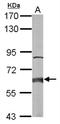 2-Hydroxyacyl-CoA Lyase 1 antibody, NBP1-31571, Novus Biologicals, Western Blot image 