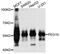 Paternally Expressed 10 antibody, MBS126686, MyBioSource, Western Blot image 