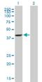 EF-hand calcium-binding domain-containing protein 4B antibody, H00084766-B01P, Novus Biologicals, Western Blot image 