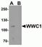 WWC1 antibody, NBP2-82101, Novus Biologicals, Western Blot image 