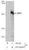 AT-Rich Interaction Domain 2 antibody, GTX129443, GeneTex, Immunoprecipitation image 