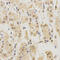 Proteasome Subunit Beta 5 antibody, 18-423, ProSci, Immunohistochemistry frozen image 