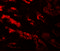 GDNF Inducible Zinc Finger Protein 1 antibody, 6793, ProSci, Immunofluorescence image 
