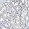 Chromosome 22 Open Reading Frame 42 antibody, HPA019531, Atlas Antibodies, Immunohistochemistry frozen image 