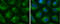 Early Endosome Antigen 1 antibody, GTX634169, GeneTex, Immunofluorescence image 