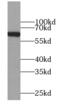 Major facilitator superfamily domain-containing protein 2A antibody, FNab05153, FineTest, Western Blot image 