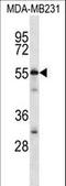 Chromosome 7 Open Reading Frame 25 antibody, LS-C168710, Lifespan Biosciences, Western Blot image 