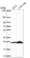 Mitochondrial Ribosomal Protein S26 antibody, NBP2-56855, Novus Biologicals, Western Blot image 