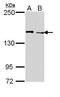 Lysine Demethylase 5C antibody, GTX109831, GeneTex, Western Blot image 