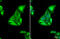 Keratin 19 antibody, GTX134696, GeneTex, Immunofluorescence image 