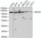 Minichromosome Maintenance Complex Component 3 antibody, 13-753, ProSci, Western Blot image 