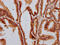 DAZ Associated Protein 2 antibody, CSB-PA622986LA01HU, Cusabio, Immunohistochemistry frozen image 