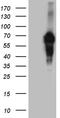 n-myc antibody, TA809345, Origene, Western Blot image 