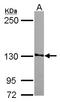 Protein SMG7 antibody, LS-C155648, Lifespan Biosciences, Western Blot image 
