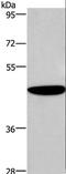Abl Interactor 1 antibody, LS-C405400, Lifespan Biosciences, Western Blot image 