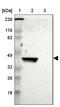 Glutamate Rich 1 antibody, NBP1-90952, Novus Biologicals, Western Blot image 