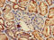Cytochrome C Oxidase Assembly Factor 1 Homolog antibody, LS-C396094, Lifespan Biosciences, Immunohistochemistry paraffin image 