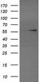 E3 ubiquitin-protein ligase TRIM22 antibody, TA505253S, Origene, Western Blot image 