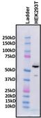 Histone Deacetylase 2 antibody, PA1-861, Invitrogen Antibodies, Western Blot image 