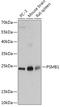 Proteasome subunit beta type-1 antibody, 13-643, ProSci, Western Blot image 
