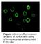 Bruton Tyrosine Kinase antibody, LS-C47221, Lifespan Biosciences, Immunofluorescence image 