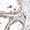 MDGI antibody, orb167226, Biorbyt, Immunohistochemistry paraffin image 