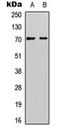 Selectin P antibody, orb234806, Biorbyt, Western Blot image 