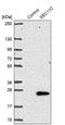 SEC11 Homolog C, Signal Peptidase Complex Subunit antibody, PA5-55427, Invitrogen Antibodies, Western Blot image 
