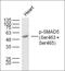SMAD Family Member 5 antibody, orb313113, Biorbyt, Western Blot image 