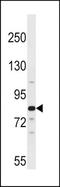 Aryl Hydrocarbon Receptor Nuclear Translocator 2 antibody, TA324603, Origene, Western Blot image 