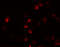 APC Regulator Of WNT Signaling Pathway 2 antibody, 5721, ProSci, Immunofluorescence image 