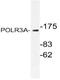 DNA-directed RNA polymerase III subunit RPC1 antibody, AP21068PU-N, Origene, Western Blot image 