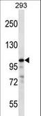 RasGAP antibody, LS-C162449, Lifespan Biosciences, Western Blot image 