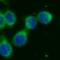 Amylase Alpha 2A (Pancreatic) antibody, FNab00383, FineTest, Immunofluorescence image 