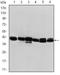 CK-19 antibody, AM06638SU-N, Origene, Western Blot image 