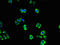Cyclin Dependent Kinase 5 antibody, orb350357, Biorbyt, Immunofluorescence image 