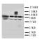Heat shock-related 70 kDa protein 2 antibody, orb76327, Biorbyt, Western Blot image 