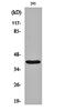 Quinone oxidoreductase PIG3 antibody, orb162388, Biorbyt, Western Blot image 